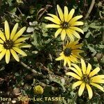 Arctotheca calendula Staniste