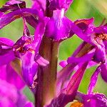 Anacamptis laxiflora Flor