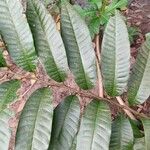 Annona reticulata Foglia