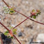 Nemacaulis denudata Fruto