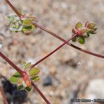 Nemacaulis denudata Plod