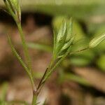 Sabulina tenuifolia Çiçek