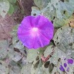 Ipomoea indicaКветка