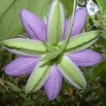 Passiflora menispermifolia Flor