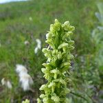 Platanthera flava Λουλούδι