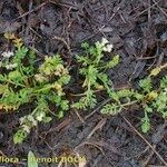 Caropsis verticillatoinundata Habitus