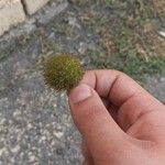 Platanus x hispanica 果実
