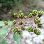 Rubus vestitus Frucht