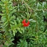 Podocarpus latifolius Fruit