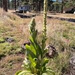 Verbascum thapsusبرگ