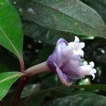 Psychotria urbaniana Flower