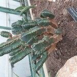 Euphorbia resinifera Habit