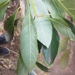 Citharexylum myrianthum Blatt