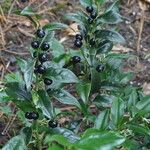 Sarcococca confusa Habitus