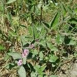Lippia alba Foglia