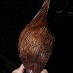 Sclerosperma mannii Frucht
