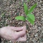 Uvularia sessilifolia Blatt