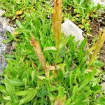 Gentiana dinarica Leaf