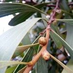 Hakea laurina Φρούτο