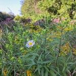 Symphyotrichum puniceum Flors