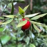 Ruscus aculeatusFruit