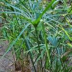 Cyperus alternifolius Leaf