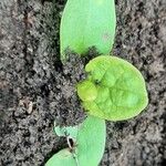 Basella alba Leaf