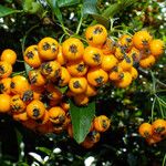 Pyracantha coccinea Fruto