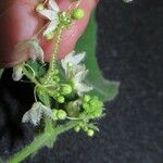 Echinopepon wrightii Otro