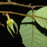 Neostenanthera neurosericea Flower