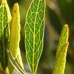 Planchonella crenata 葉