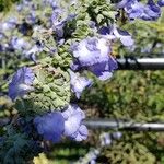 Salvia azurea Flower