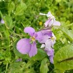 Orychophragmus violaceus Blüte