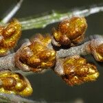 Hippophae rhamnoides Blüte