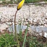 Tulipa sylvestris Λουλούδι