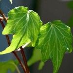 Hedera canariensis 樹皮