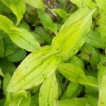 Tricyrtis macropoda Lapas