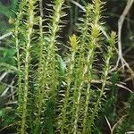 Selaginella selaginoides Folha