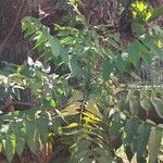 Toona ciliata Other