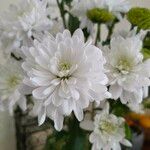 Chrysanthemum indicum 花