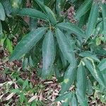 Quercus myrsinifolia Blatt