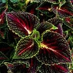 Coleus scutellarioides Leht