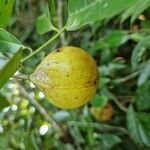 Myristica fragrans Meyve