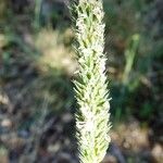 Phleum phleoides ফুল