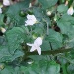 Solanum villosum Flower