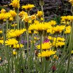 Crepis alpestris Fleur