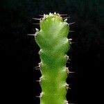 Euphorbia tetracanthoides
