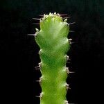 Euphorbia tetracanthoides Hoja