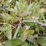 Salix foetida Bark