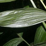 Chamaedorea crucensis Leaf